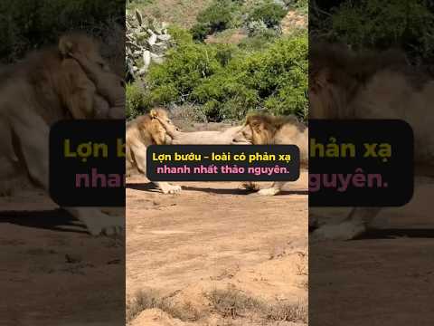 Lợn bướu sống sót đến giờ là nhờ da dày và phản xạ nhanh  #tangtuvien #shorts