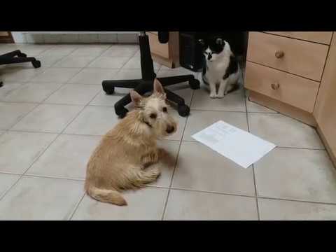 Perros Terrier Escocés en venta