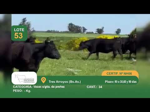 Lote Vaca CGP - Tres Arroyos Bs As