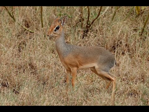 Kirk's Dik-dik in Serengeti National Park, Tanzania   2023