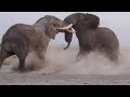 INTENSE BULL ELEPHANT FIGHT CAUGHT ON CAMERA