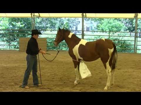 YouTube video about: How to desensitize a horse to fly spray?