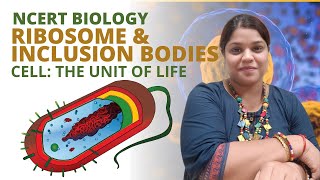 Ribosomes and inclusion bodies | Class 11 | Biology | Cell the unit of life | NCERT