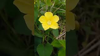 Download lagu Keindahan tiada Tara #jawabarat mp3