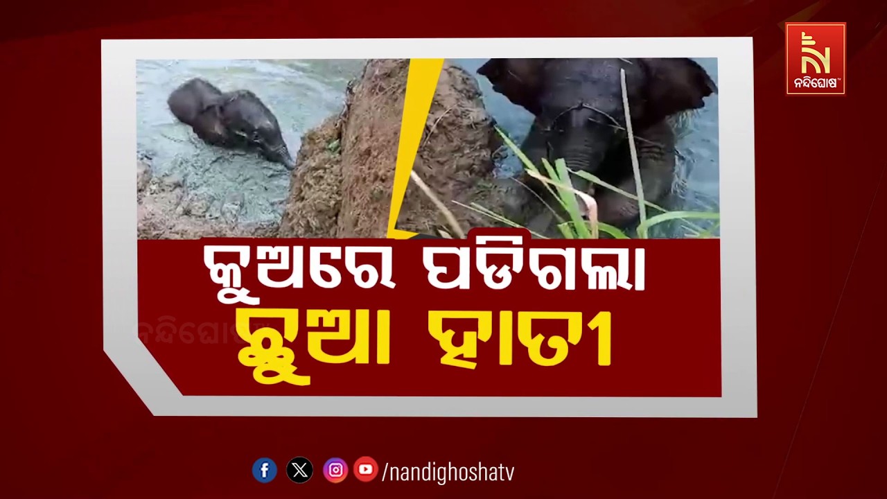 🔴 Live | କୂ୍ଅରେ ପଡିଗଲା ଛୁଆ ହାତୀ