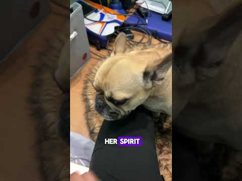 French Bulldog Weezy Overcomes Herniated Disc