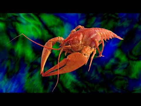 Progressive Rock Mix by Lobster - Volume 07