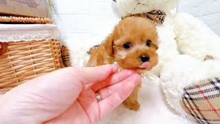 ティーカッププードルの動画02