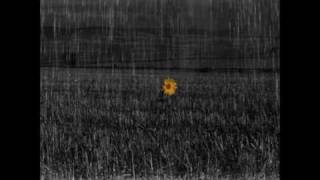 Bell X1 - In Every Sunflower