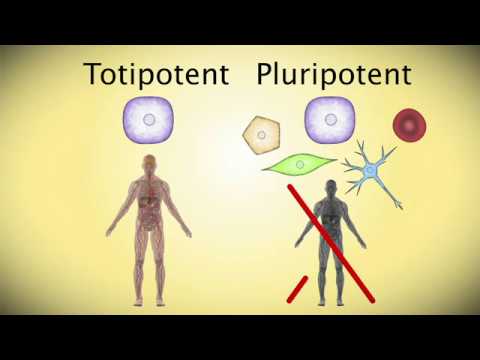 Typisch Stammzelle (1): Adulte Stammzellen