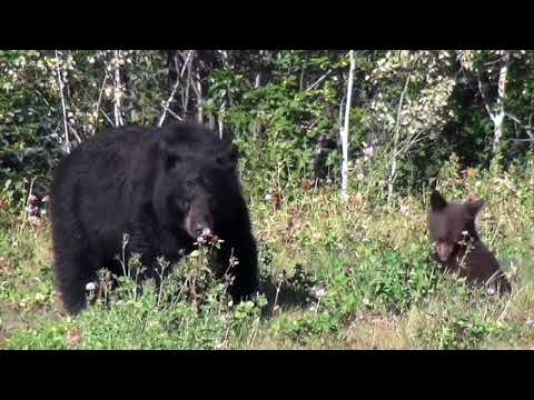 Black Bear Hunt