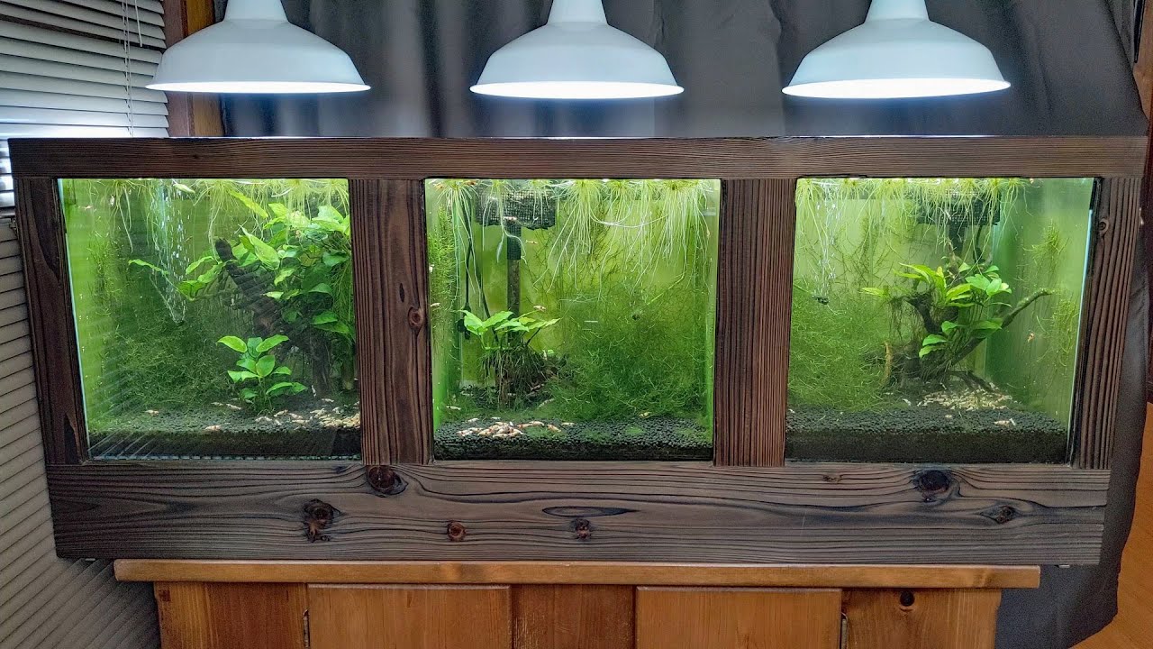 レッドビーシュリンプ水槽５、６、７号　780日目