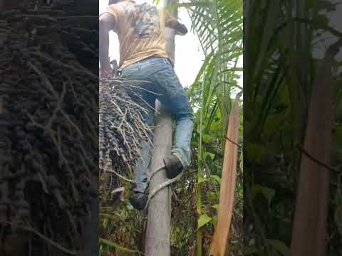 Açaí  de São Luiz  do anauá,Roraima!