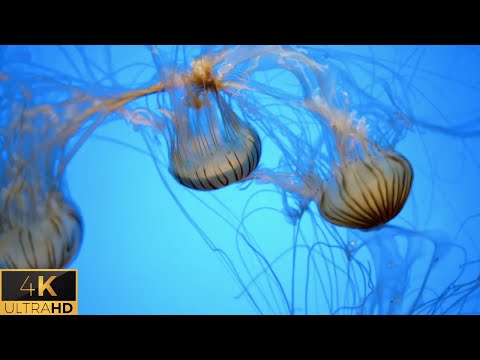4K Underwater Nature Relaxation Music | Ambient Sea Life Video