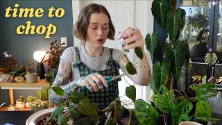 let's start our spring propagations 🌱✂️🌞