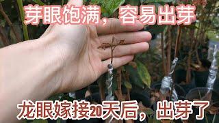 Download the video "龍眼嫁接20天后接穗成活了，芽條記得修剪促芽眼飽滿"