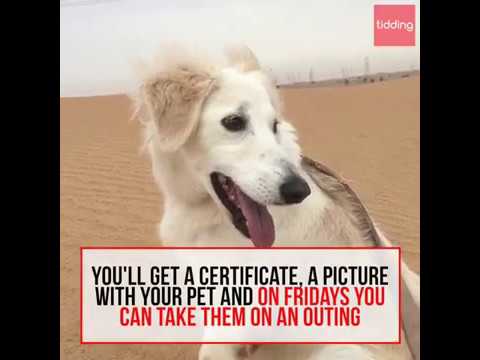 Stray Dogs Center Umm Al Quwain | Tidding Lifestyle