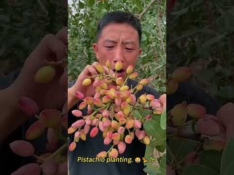 Pistachio planting 😀🥜🌱