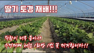 올해 토경 딸기 재배!! 생육이 너무 좋아서 1화방 1번 꽃 제거합니다!!