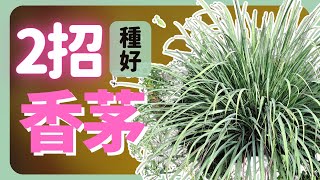 種好香茅的2個重點| How to grow Lemongrass |《葛斯怎麼種》56