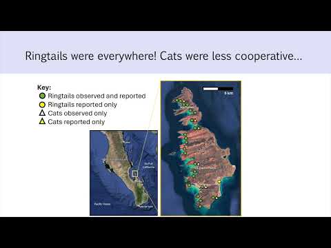 Impacts of feral cats on the ecology and behavior of island-endemic ringtails (ABS 2025)