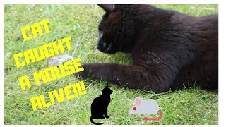 Black Cat Playing with a Mouse | Funny Cat | mrcreativequarter