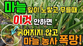 마늘잎이 노랗게 변했다면? 당장 '이것' 안하면 다 썩고 마늘농사 폭망합니다. #마늘병해충
