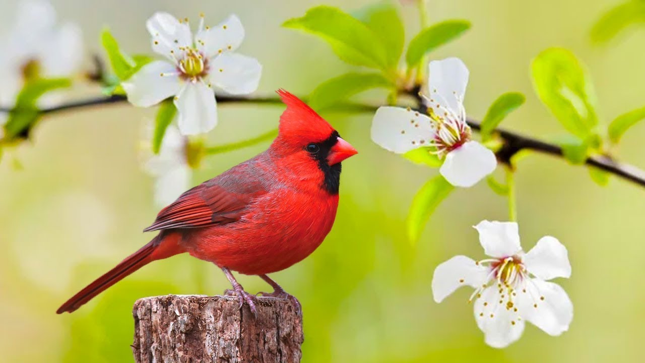 Watch Pasari Din Padure Si Cantecele Lor Now Instant Relief from Stress and Anxiety, Birds Singing in the Forest, Deep Healing Music for The Body