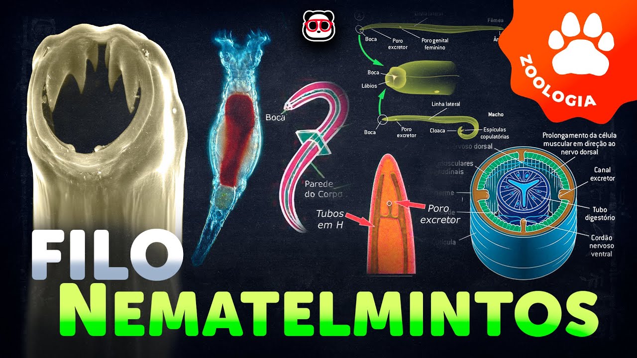 Filo Nematódea (Os Nematelmintos)