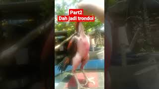 Download lagu ayam B#short angkok jadi trondol mp3