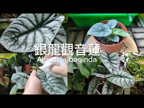銀龍觀音蓮