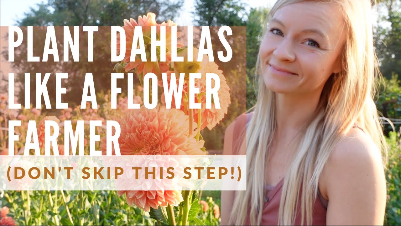 How to plant TONS of dahlias (don't forget this important step!)