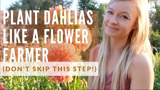 How to plant TONS of dahlias (don