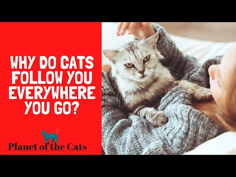 Why Do Cats Follow You Everywhere You Go?