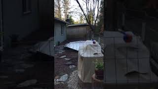 Fenced area for Sonny