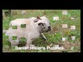 French Bulldog dogs for sale: Cassie - Video 1