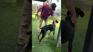 Video preview image #1 Doberman Pinscher Puppy For Sale in Pasadena, CA, USA