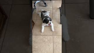 Video preview image #1 Shih Tzu-Unknown Mix Puppy For Sale in Valrico, FL, USA