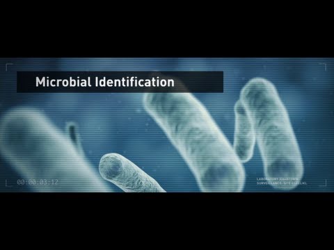 Microbial identification: bacterial and fungal id using micr...