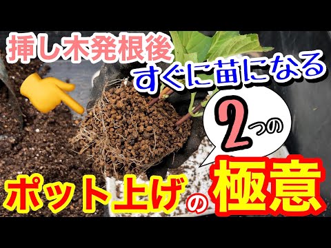 園芸 根の挿し木