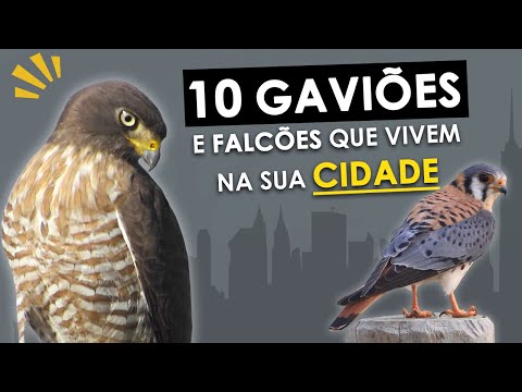 10 GAVIÕES e FALCÕES mais comuns das cidades | Aves de rapina que vivem no seu bairro!