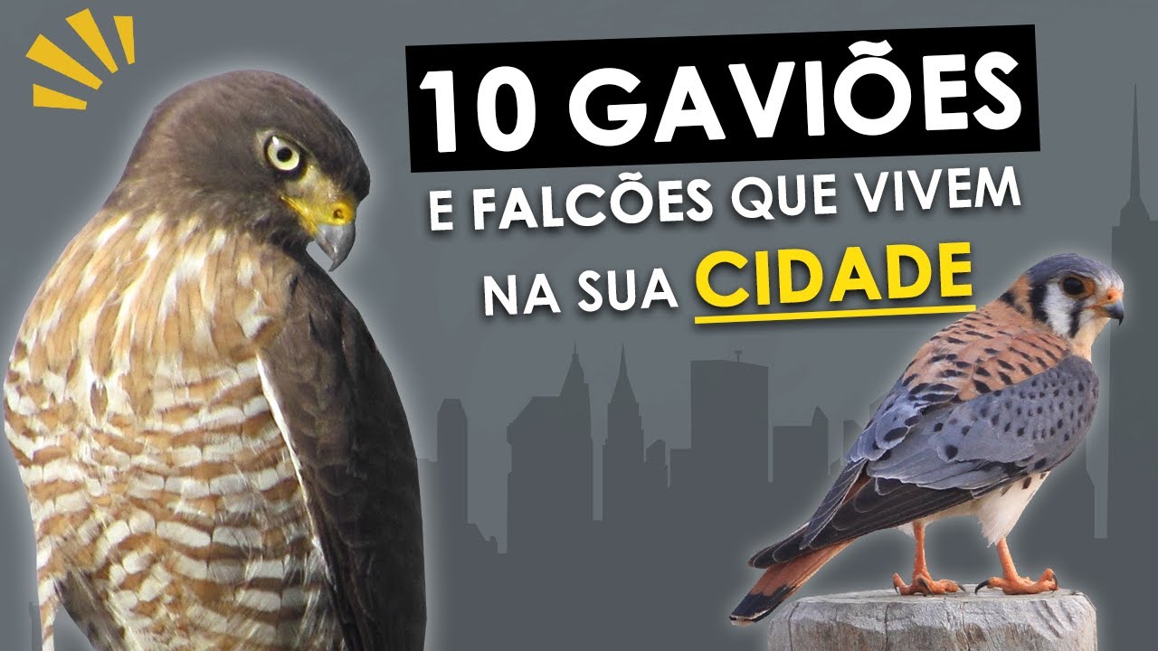 10 GAVIÕES e FALCÕES mais comuns das cidades | Aves de rapina que vivem no seu bairro!