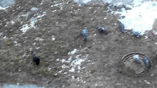 preview picture of video 'Random Birds in Vologda—Eat More! [March 25, 2015, 14:18]'