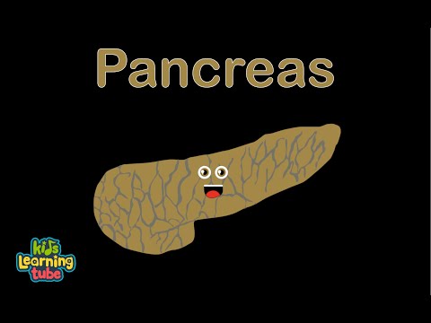 Human Body /Pancreas Song/Human Body Systems