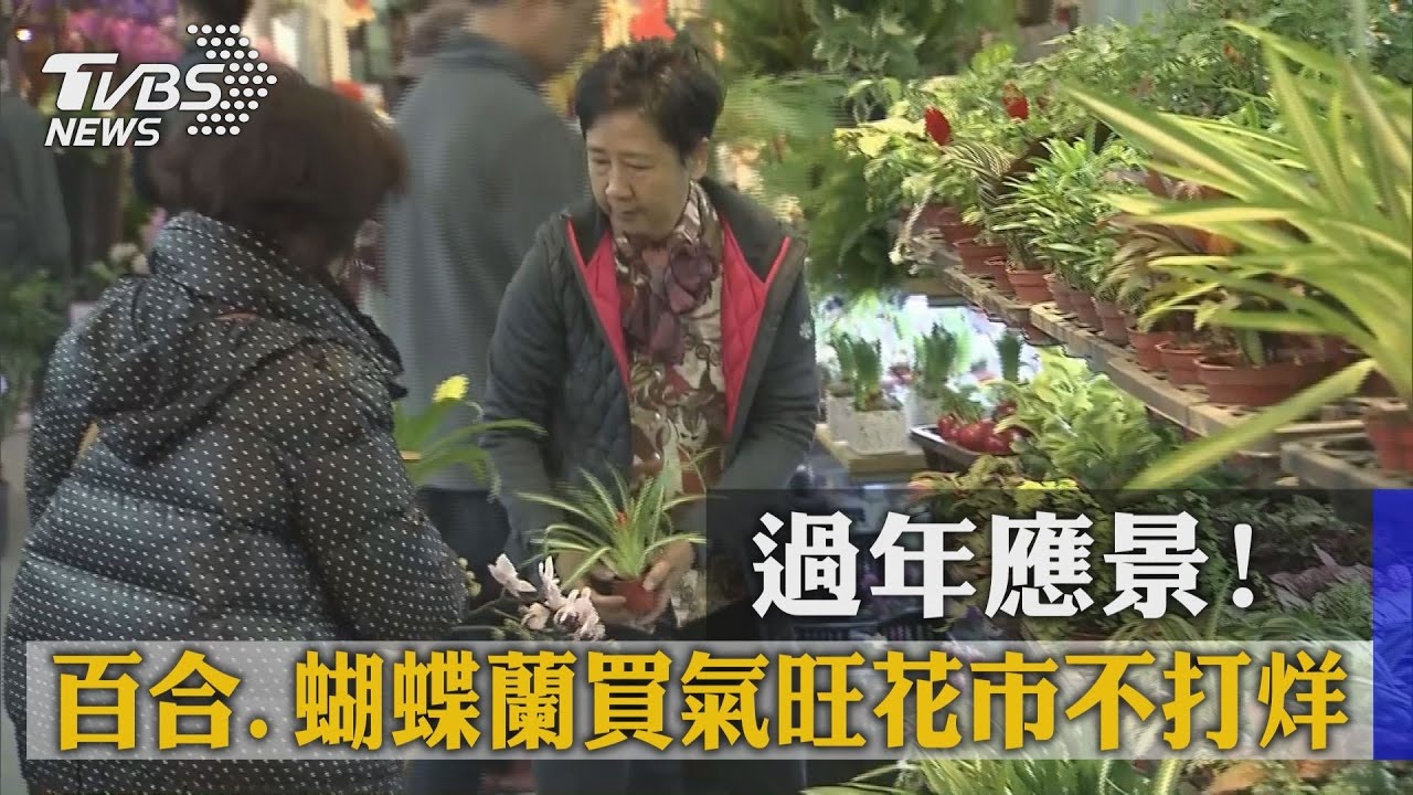 過年應景!百合、蝴蝶蘭買氣旺 花市不打烊