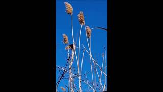 Grantchester Meadows (Edit) - Pink Floyd