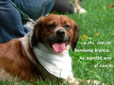 Marcia a 6 zampe 2013 Valdagno (VI)