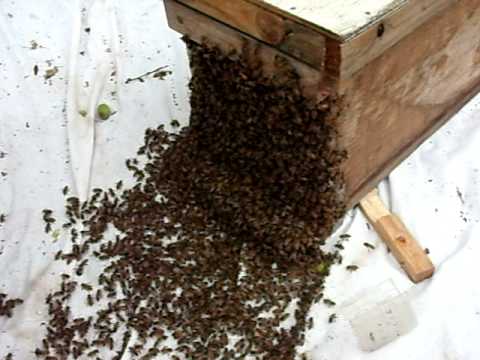 March Arcadia Apricot Swarm 3