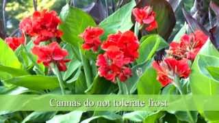 How to Plant Canna Bulbs