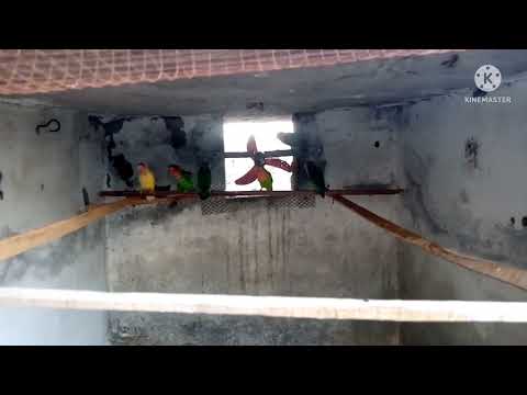 phir garmi 😰 ho gai or birds ko shower 🚿 keya @Shaazie04 birds care with shower in summer